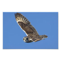 Short-eared Owl in Flight 8 x 12 Photo Print
