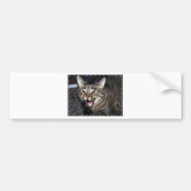 Short hair Maine coon Bumper Stickers