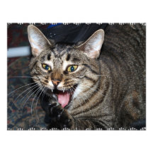 Short hair Maine coon Personalized Announcement