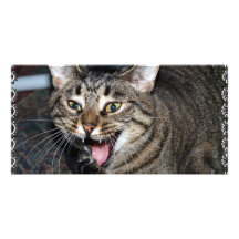 Short hair Maine coon Photo Card