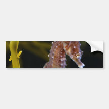 Short-snouted Seahorse Hippocampus hippocampus Bumper Stickers