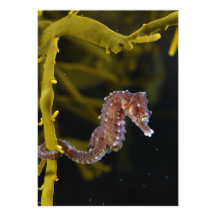 Short-snouted Seahorse Hippocampus hippocampus Personalized Announcement