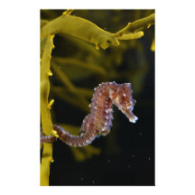 Short-snouted Seahorse Hippocampus hippocampus Custom Stationery