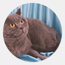 Shorthair britannique, bleu adhésifs ronds