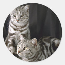 Shorthair britannique, chat tigré argenté autocollants ronds