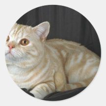 Shorthair britannique, chat tigré argenté rouge autocollants