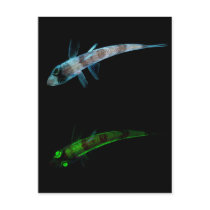 Shortnose Greeneye Chlorophthalmus Agassizi Fish Postcard