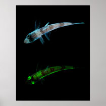 Shortnose Greeneye Chlorophthalmus Agassizi Poster