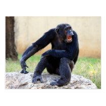 Shouting Chimp Postcard postcards