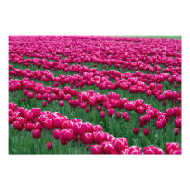 Show garden of spring-flowering tulip bulbs in