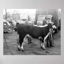 Showing Cattle on the Courthouse Square Print