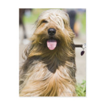 showing tongue, long hair, portrait post cards