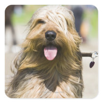 showing tongue, long hair, portrait sticker