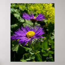 Showy Fleabane II Poster