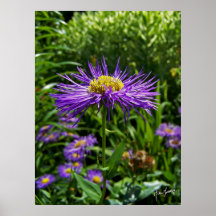 Showy Fleabane Poster