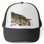 shrimp hats