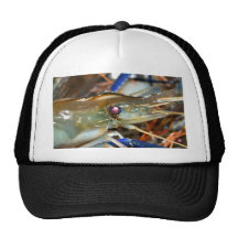 shrimp hats