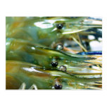 shrimp post card