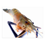 shrimp post cards