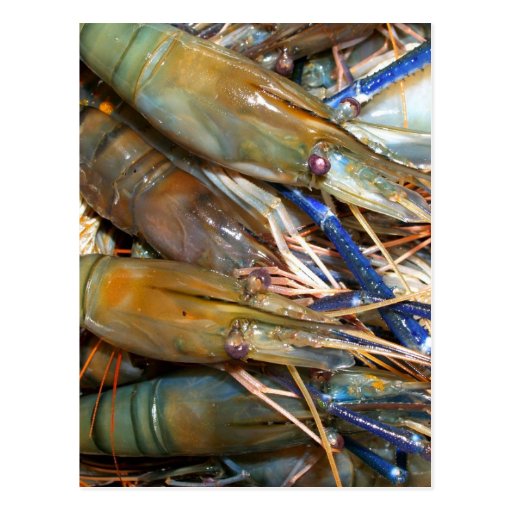 shrimp postcard