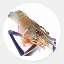shrimp round stickers