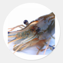 shrimp round stickers