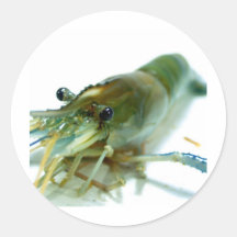shrimp round stickers