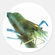 shrimp sticker