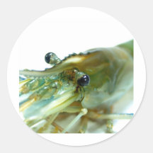 shrimp sticker