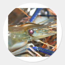shrimp stickers