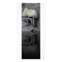 Shroom Reflections Photocard Photo Greeting Card