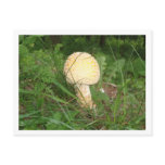 Shroomin' Postcard