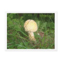 Shroomin' postcards