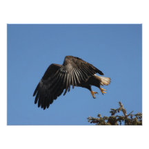 Shrouded by Wings Photographic Print