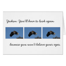 Shrouded by Wings; Yukon Territory Souvenir Cards
