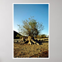 Shrub Growing From Tree Stump Print