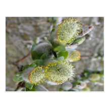 Shrub Willow Male Catkins Postcard