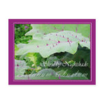 Shrubby Nightshade (Solanum robustum) postcards