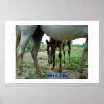 Shy Boy Print