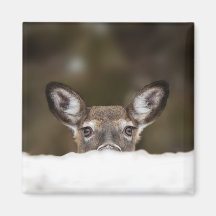 Shy deer - magnet