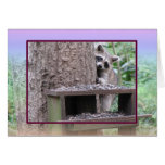 Shy Raccoon Card