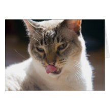 Siamese Cat Cards