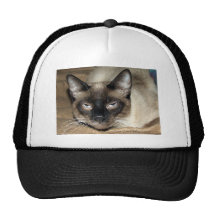 Siamese Cat Hat