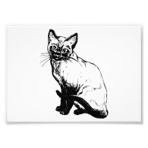 Siamese Cat Photograph