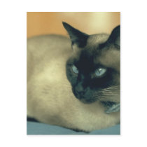 Siamese Cat Postcard