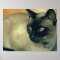 Siamese Cat Print