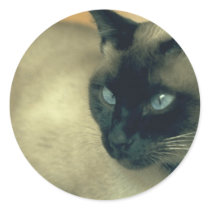 Siamese Cat Sticker