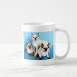 Siamese Cats Coffee Mugs