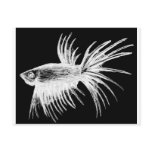 Siamese fighting fish- Betta splendens Post Cards