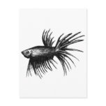 Siamese fighting fish- Betta splendens Postcard